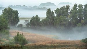 foggy landscape