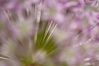 Allium bloem