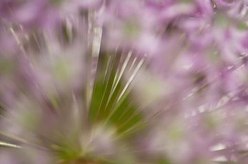 Allium bloem van Margot van den Berg