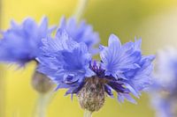 Kornblume