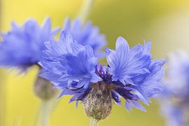 Bleuet sur Kirtah Designs