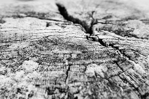 Zeeland, Nederland | Macro zwart-wit foto van de Zeeuws paalhoofd
