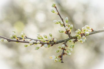 Ein Hauch von Gelassenheit von Maaike Lueb