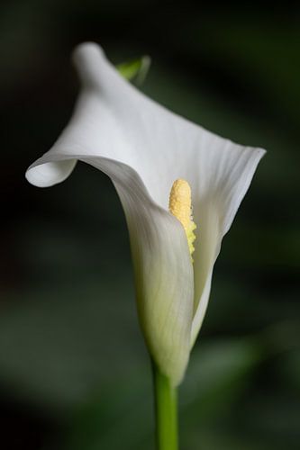 Elegant calla