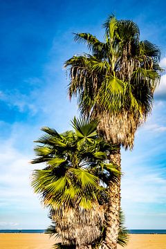 Waaierpalm op het strand van Dieter Walther