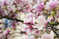 Magnolie im Frühling