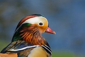 Kopf-Porträt Mandarin-Ente