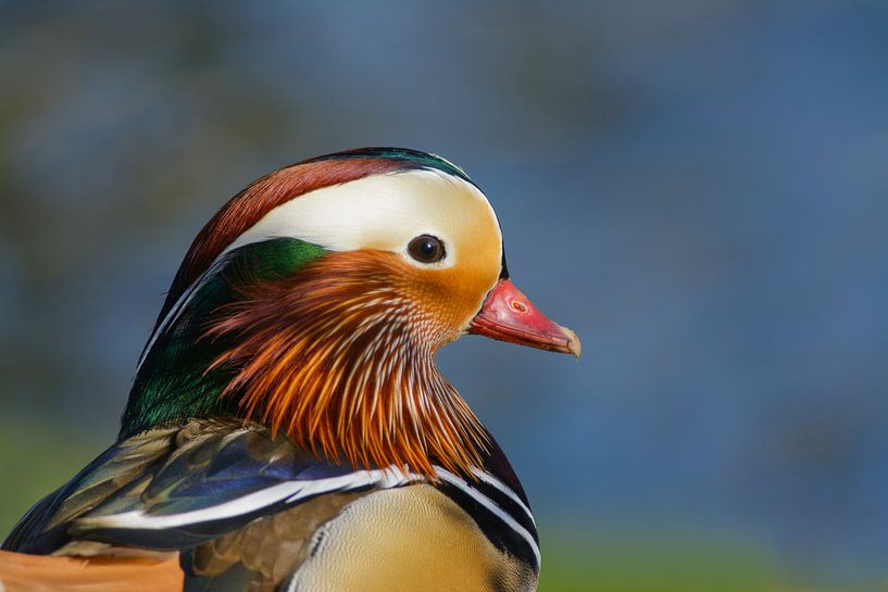Head portrait Mandarin Duck by Remco Van Daalen