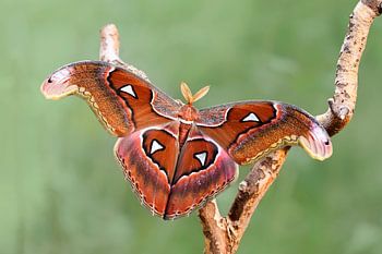 Attacus lorquinii
