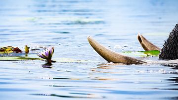 Elephant and water lily by Marco Schmierl