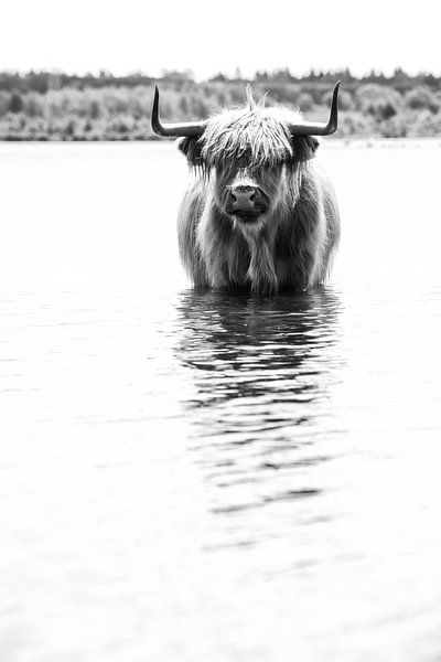 Scottish highlander seeks cooling down in the water! by Peter Haastrecht, van