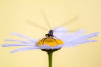 Selbstfliege auf Gänseblümchen