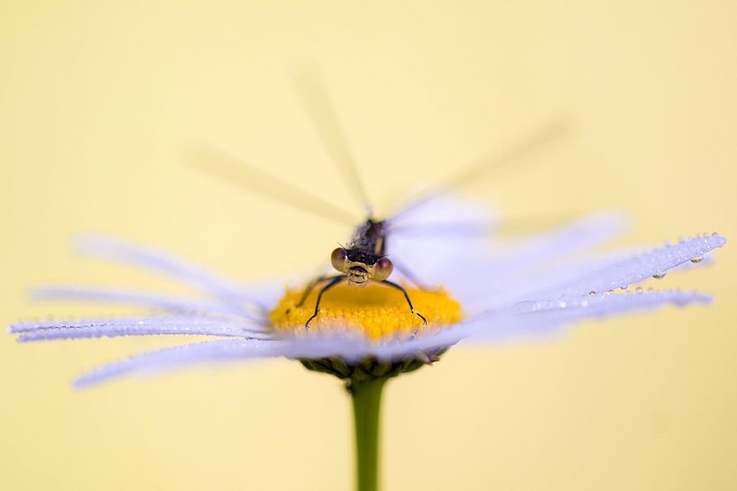 Damselfly on daisy by Christien Brandwijk