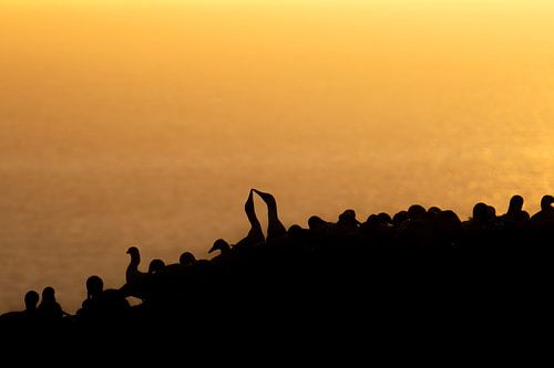 Amour des fous de Bassan au coucher du soleil