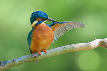 Eisvogel von Eisvogel.land - Corné van Oosterhout