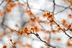 Hamamelis