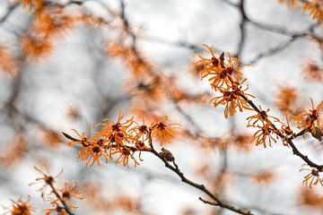Hamamelis by Teuni's Dreams of Reality