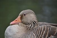 Close-up grauwe gans (Anser anser)