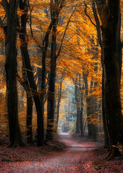 Speulderbos van Bart Hendrix