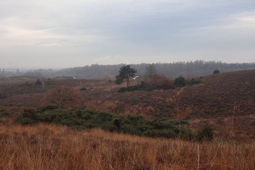 Landscape at the Posbank by Sander Miedema