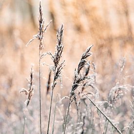 zonsopkomst in Oostvaardersplassen winter van Elske Hazenberg