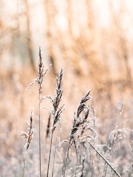 zonsopkomst in Oostvaardersplassen winter van Elske Hazenberg