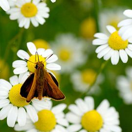 Groot dikkopje von Marcel Tiemens