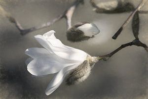 Unfolding Beauty sur Lars van de Goor