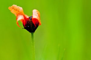 Poppy