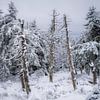 Winterwald auf dem Brocken im Harz von Jürgen Schmittdiel Photography