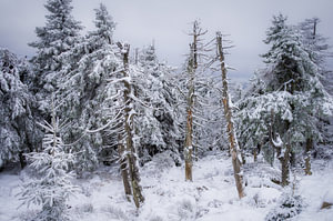 Winterwald auf dem Brocken im Harz