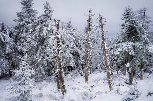 Winterbos op de Brocken in de Harz van Jürgen Schmittdiel Photography