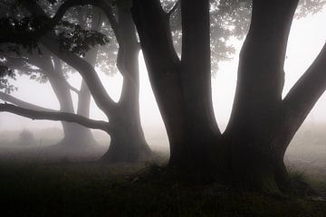Op een mistige herfst ochtend... van Peter Korevaar