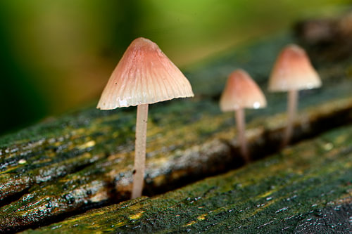 Kleine paddenstoeltjes op een stam(1)