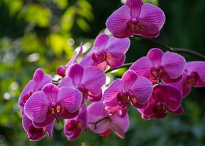 Orchidee Phaleanopsis lila blühend von Paul Nieuwendijk