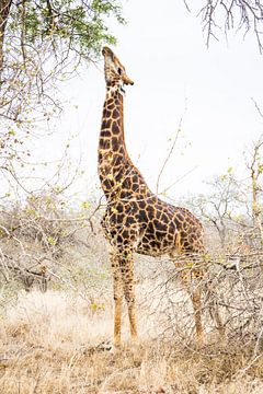 Giraffe in het Kruger park - Zuid-Afrika van Björn Jeurgens