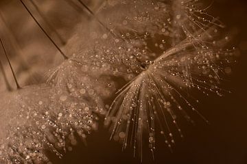 Droplets sparkle in the warm light with brown background