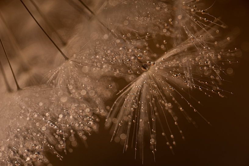 Droplets sparkle in the warm light with brown background by Marjolijn van den Berg