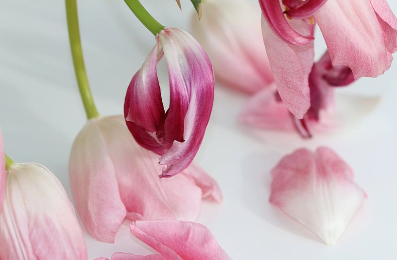 Tulpenblüten par Roswitha Lorz