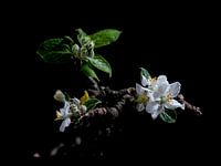 lente bloesem