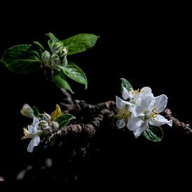 lente bloesem van Corné van Lammeren