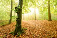 Sfeervol bos in de herfst met mist in de lucht van Sjoerd van der Wal Fotografie thumbnail