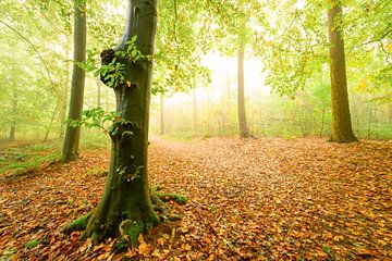 Forêt atmosphérique en automne avec une brume dans l'air sur Sjoerd van der Wal Photographie