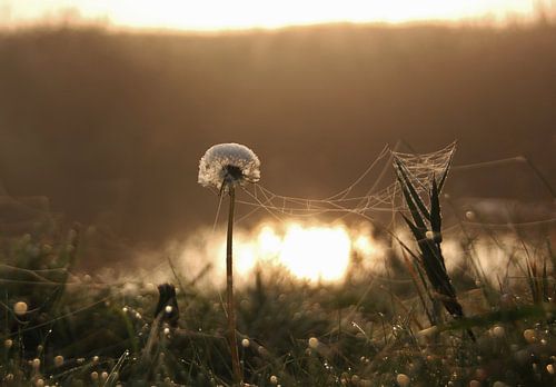 Texel Flora 005