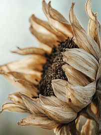 Dry Sun Flower von Treechild