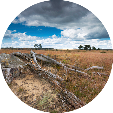 Heathland with tree trunk on the foreground with a dark sky. Een dode boomstronk in het park de Hoge van Rob Christiaans