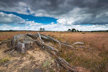 Heathland with tree trunk on the foreground with a dark sky. A dead tree trunk in the park the High by Rob Christiaans