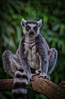 ein Ringschwanzlemur