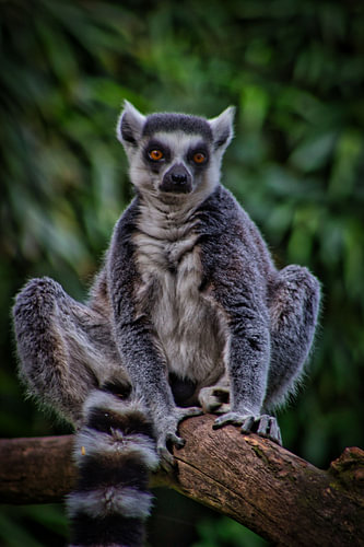 a ring-tailed lemur