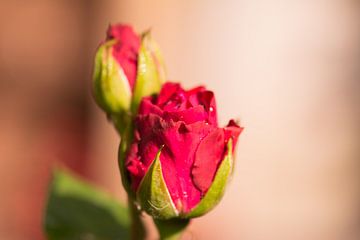 rose rouge sur Tania Perneel